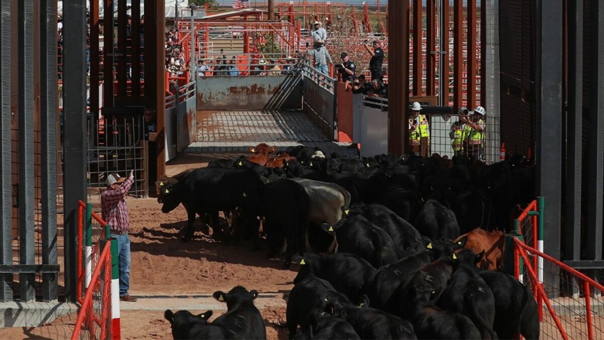 Chihuahua reanuda exportación de ganado mexicano a EE.UU tras cierre por gusano barrenador