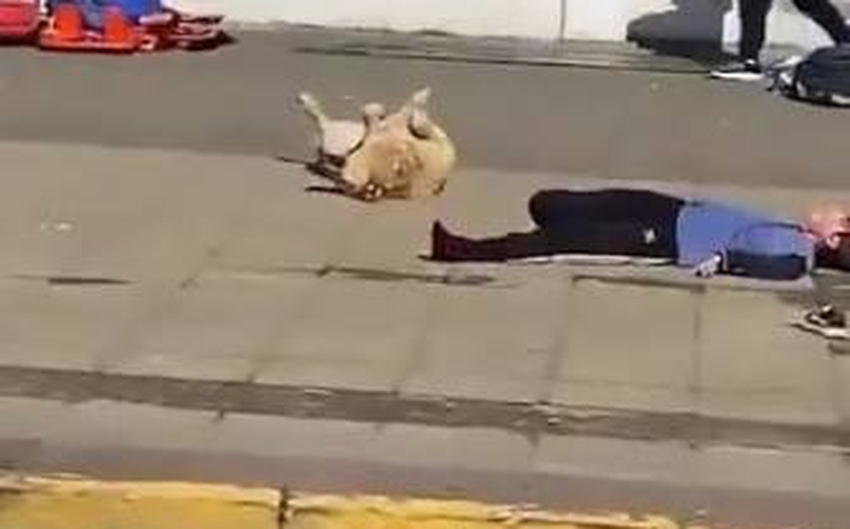 Perrito se roba las miradas durante Simulacro Nacional en Tehuacán, Puebla l VIDEO