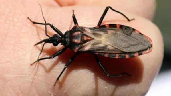 Yucatán registra primer caso agudo de Chagas en 2026
