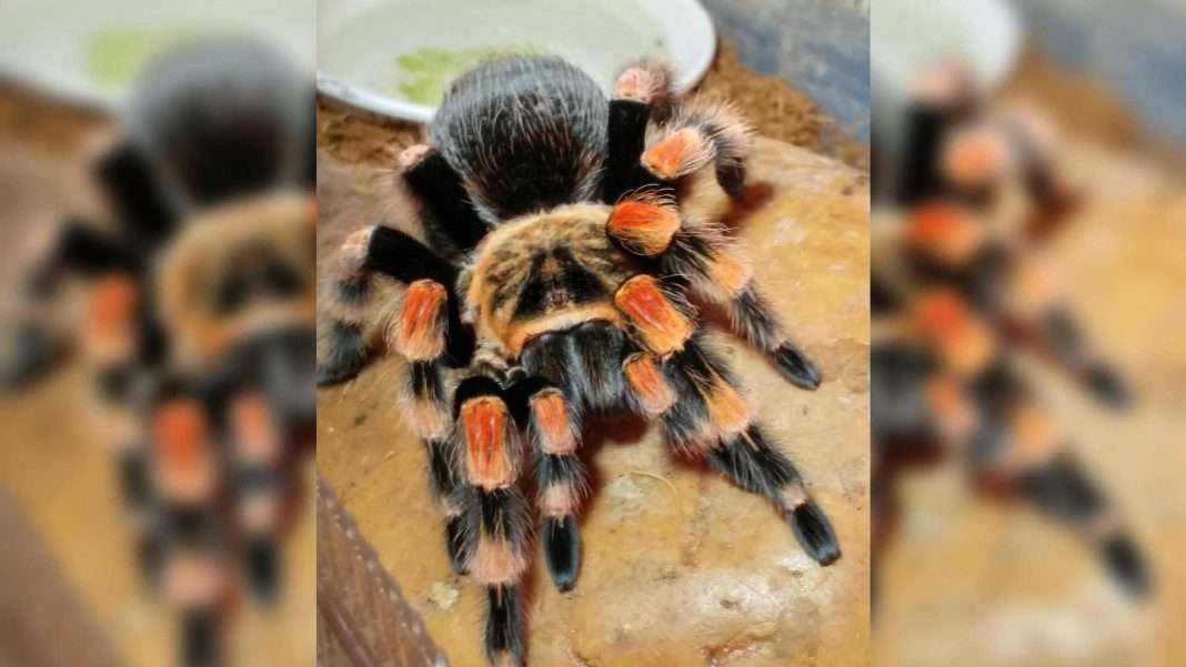 Profepa asegura 75 tarántulas y 20 tortugas en autobús en Chihuahua 