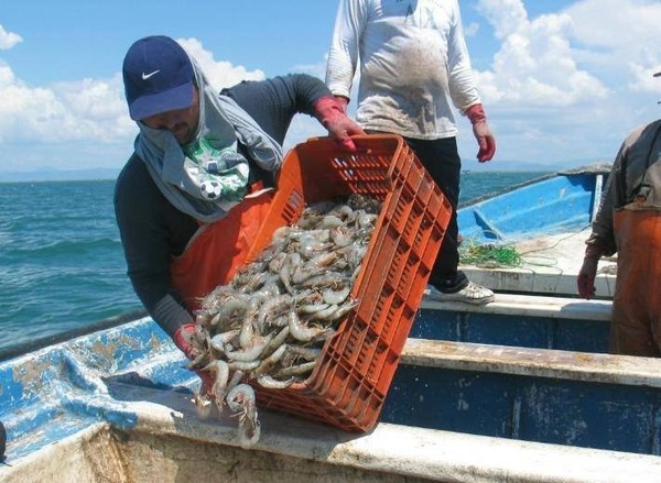 Reactivan pesca de camarón en Tabasco
