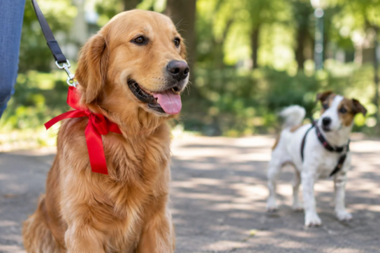¿Qué significa que un perro lleve un listón rojo?