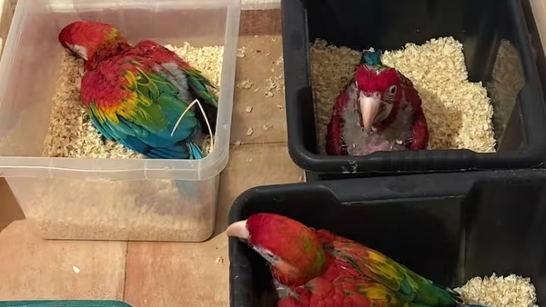 Detienen a hombre con 377 animales exóticos en Italia