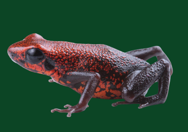 Descubren en Ecuador una diminuta rana venenosa