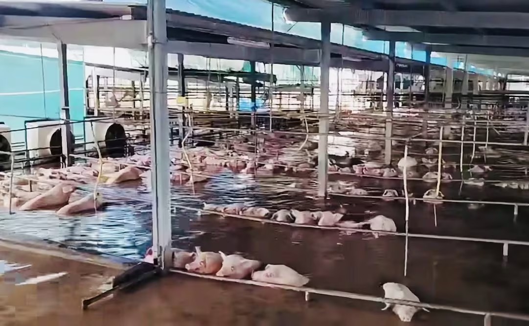 En riesgo 3 mil toneladas de carne por daños de ‘Polo’ en Sonora