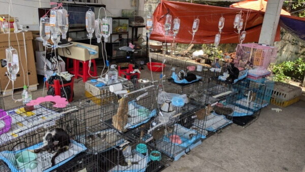 Desmantelan red que robó 2,700 gatos para consumo humano en Vietnam
