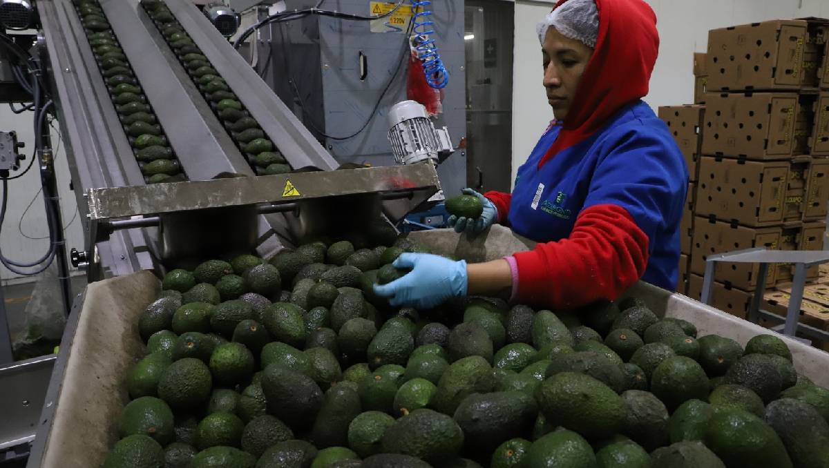 México acuerda medidas en seguridad y sanidad para fortalecer la industria del aguacate